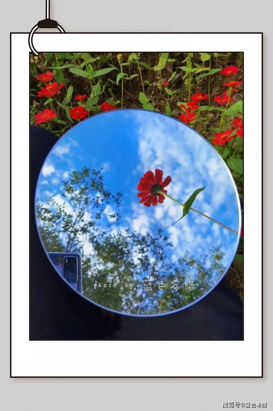 华为手机拍摄镜子菊花照,17张创意花卉摄影,你最喜欢哪一朵?