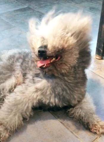 主人一打开风扇,狗子被吹得像鳌拜,眼睛都睁不开了!