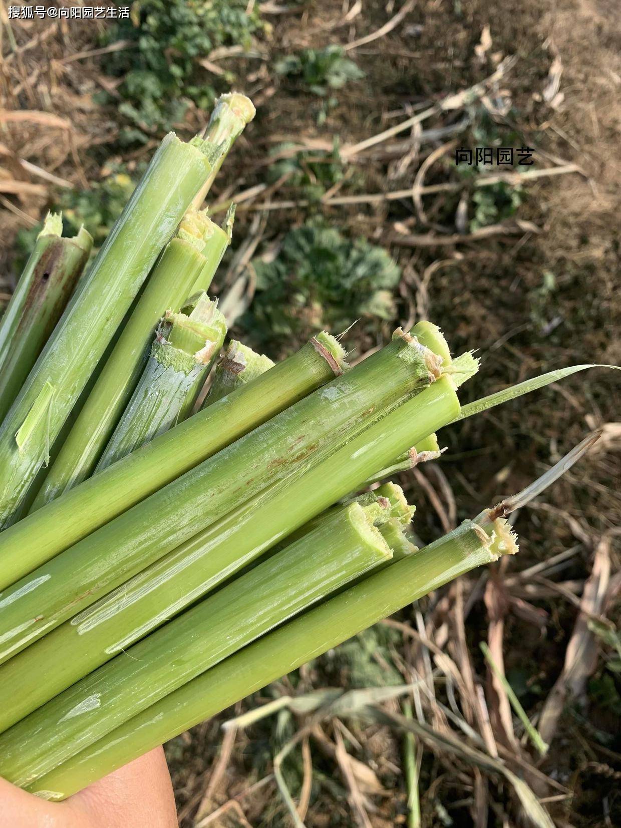 甜过初恋的甜杆有人说它是玉米杆嚼一嚼再吐掉有人吃过吗