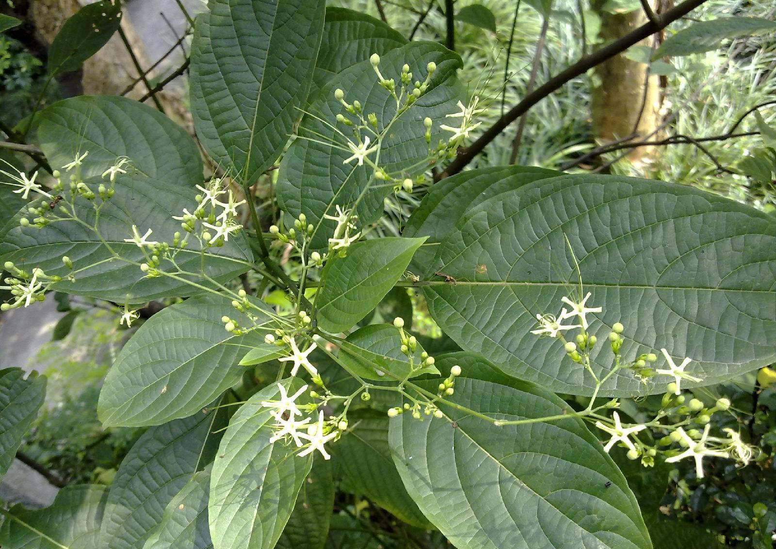 大青叶有清风解毒,利咽消肿之效,清代名医黄元御,用了也说好