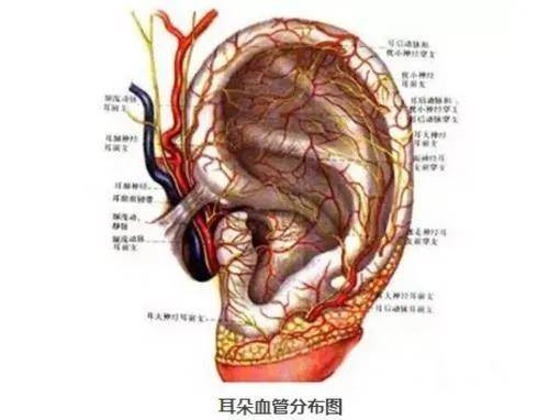 在手术中,手术医师首先需要分离出断开的耳廓动脉和静脉血管,然后借助