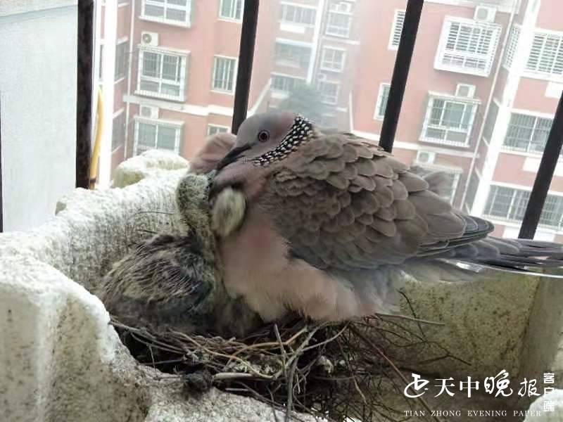 斑鸠6楼阳台筑巢一年孵出三窝小鸟