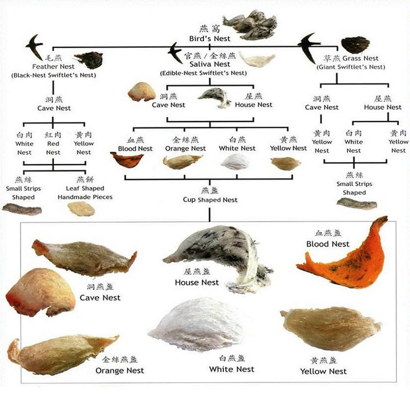 燕窝是怎么形成的图片