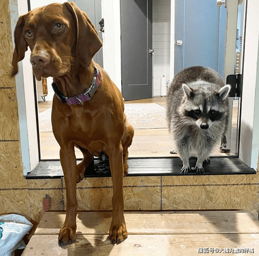小浣熊被白狗亲自带回家,从小活得像条狗,如今反倒成"狗妈妈"