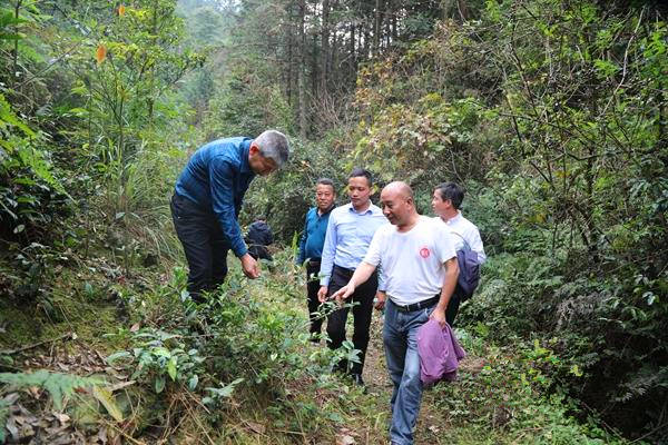 湖南省农业科学院茶叶研究所所长张曙光一行到金洞调研指导