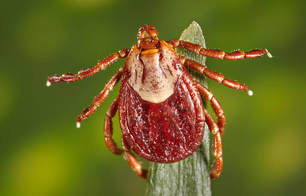 研究显示气候变暖会导致蜱虫从狗的身上转移到人类身上