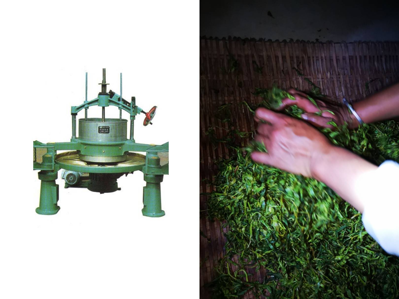 启莺说茶:普洱茶的杀青到底是机械好还是手工好?