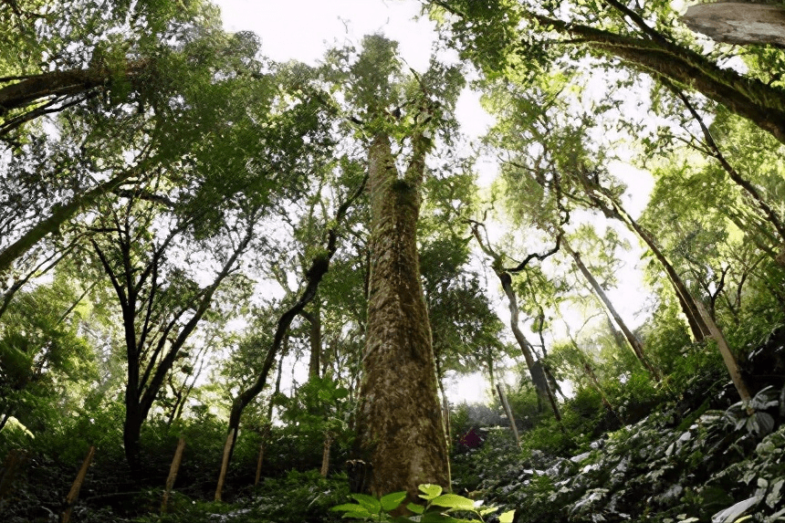 生茶张详解巴达山的三大名寨以及各个寨子的普洱茶口感特点如何