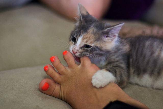 说起猫抓热就吓得半死你知道感染猫抓热的基本原因吗