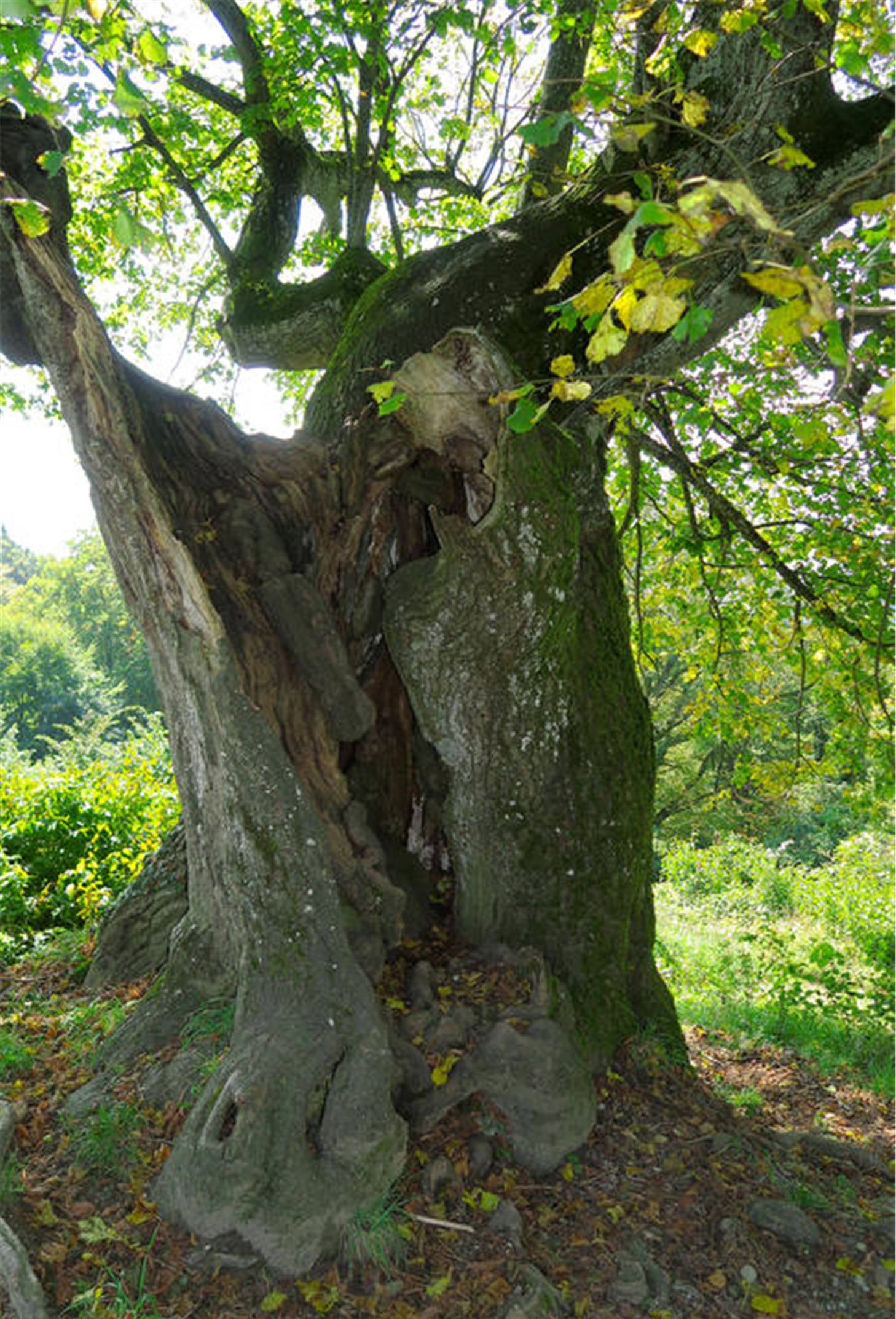 用什么方法可以让大树自然枯掉听听老农民的方法
