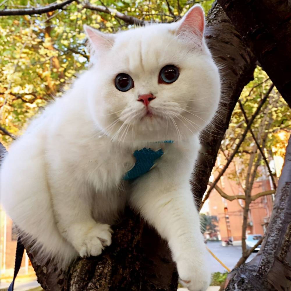 英短尴尬期颜值低这5点才是发腮的关键