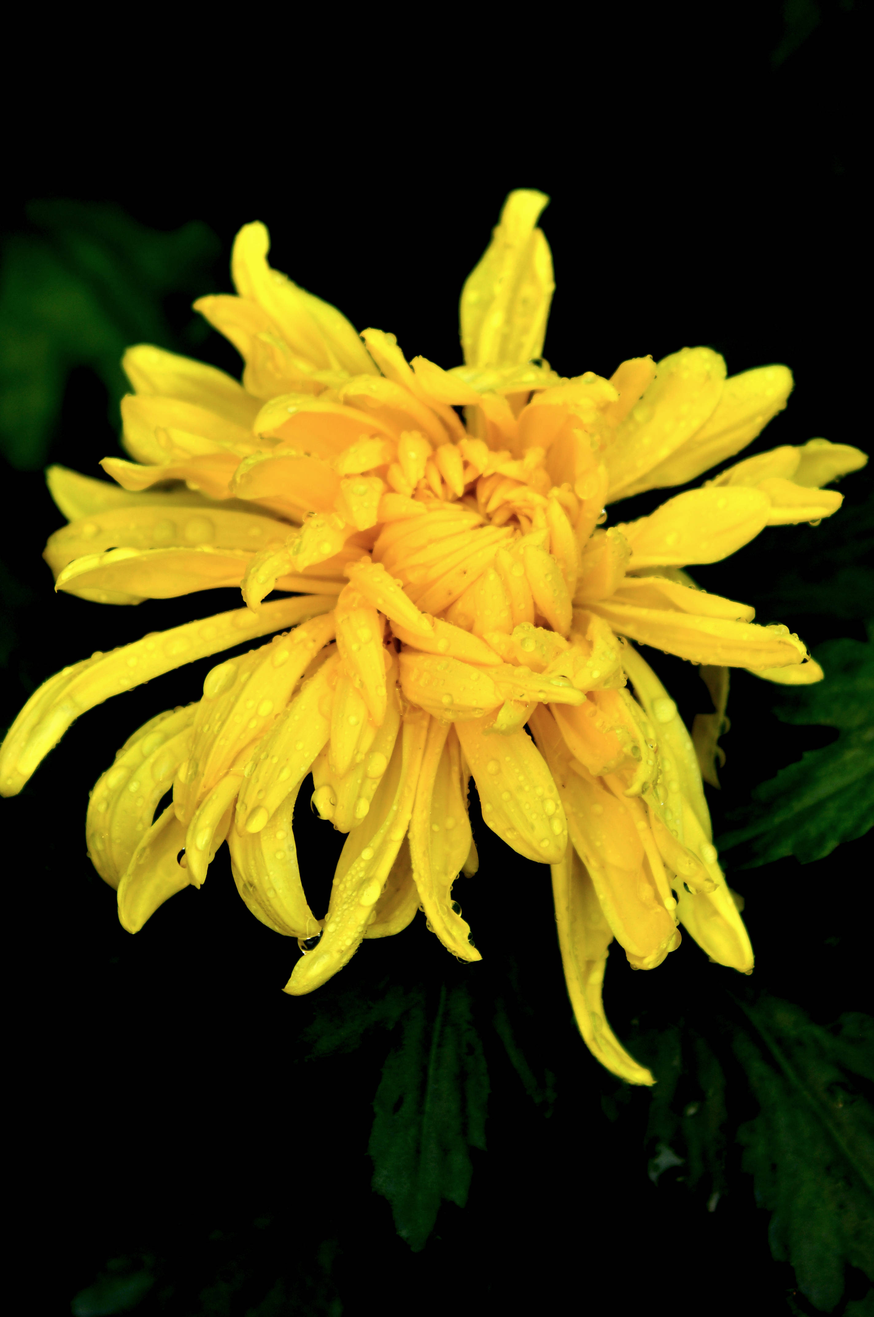 秋之花韵(十一)——菊华神韵