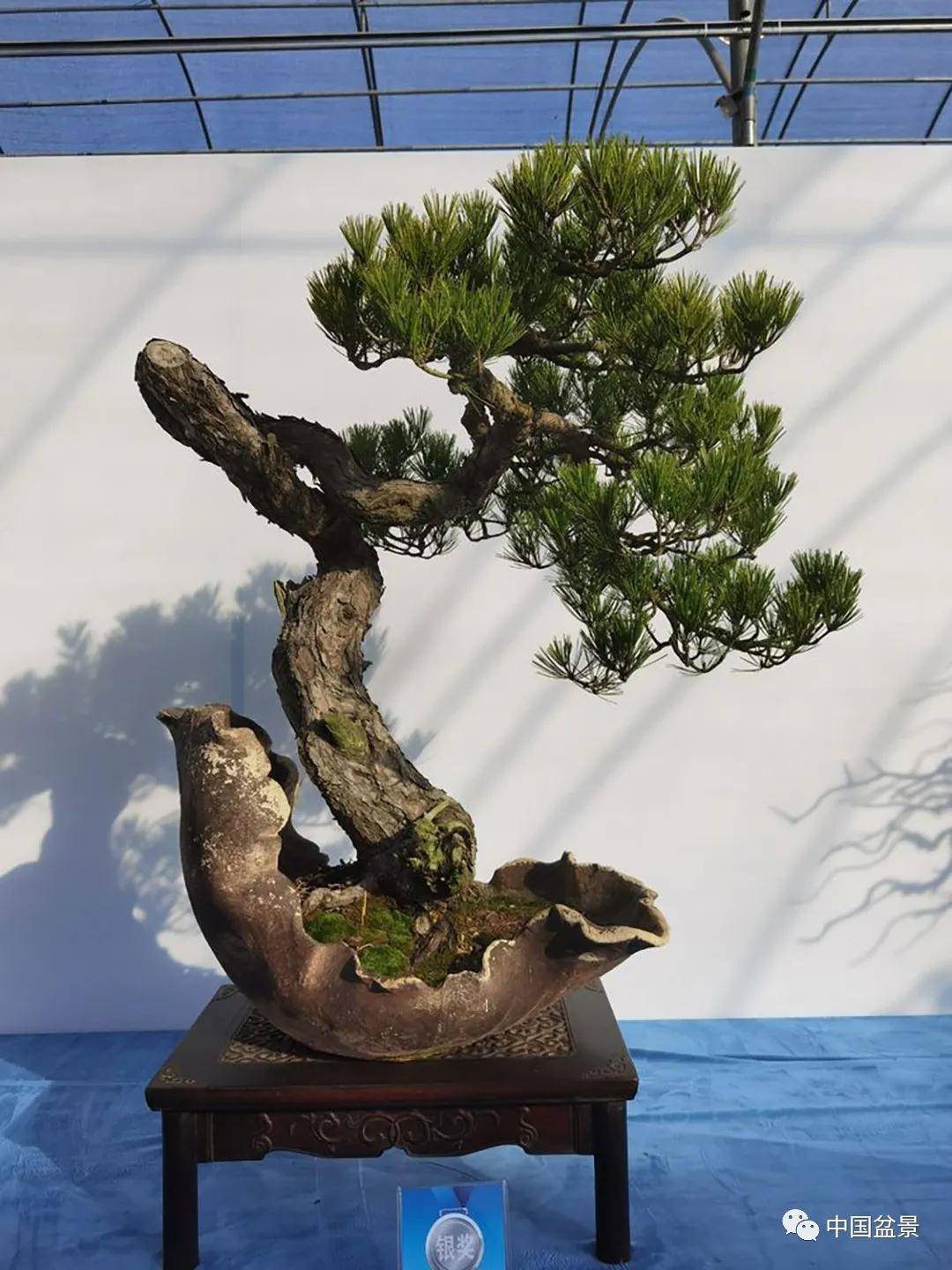 2020年第二届江苏盆景精品展部分作品欣赏