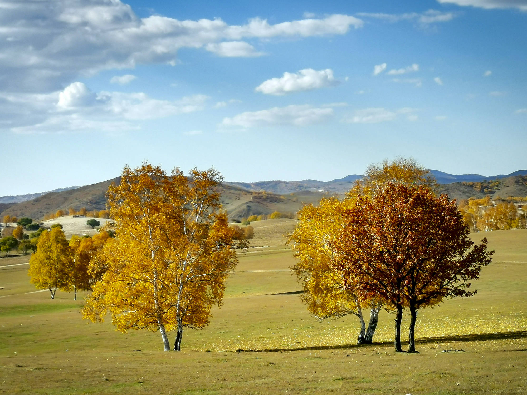 1/ 12 坝上深秋,褐红的草色和金黄的桦叶,五彩斑斓,白云在蓝天流动,秋