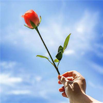 阳光,微风,绿树,还有唯美的句子让人感觉生命的美丽,早安!