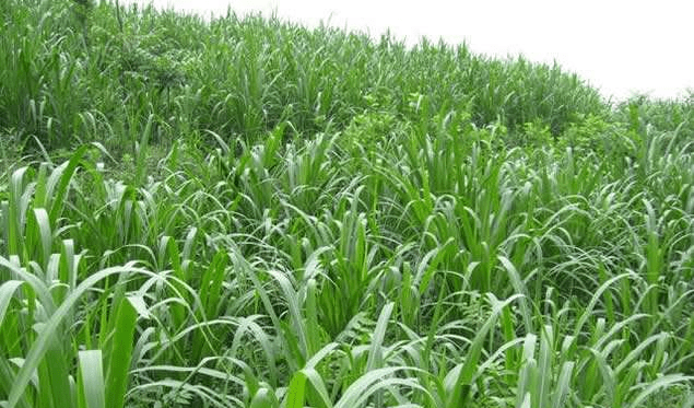 牧草該怎麼選養殖先種草最適合養牛牧草最高畝產20噸以上