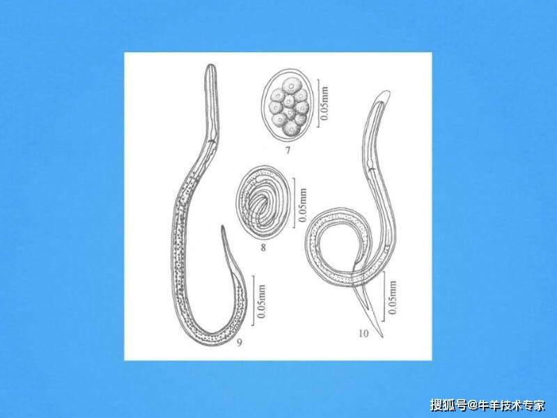 捻转胃虫卵结构图图片