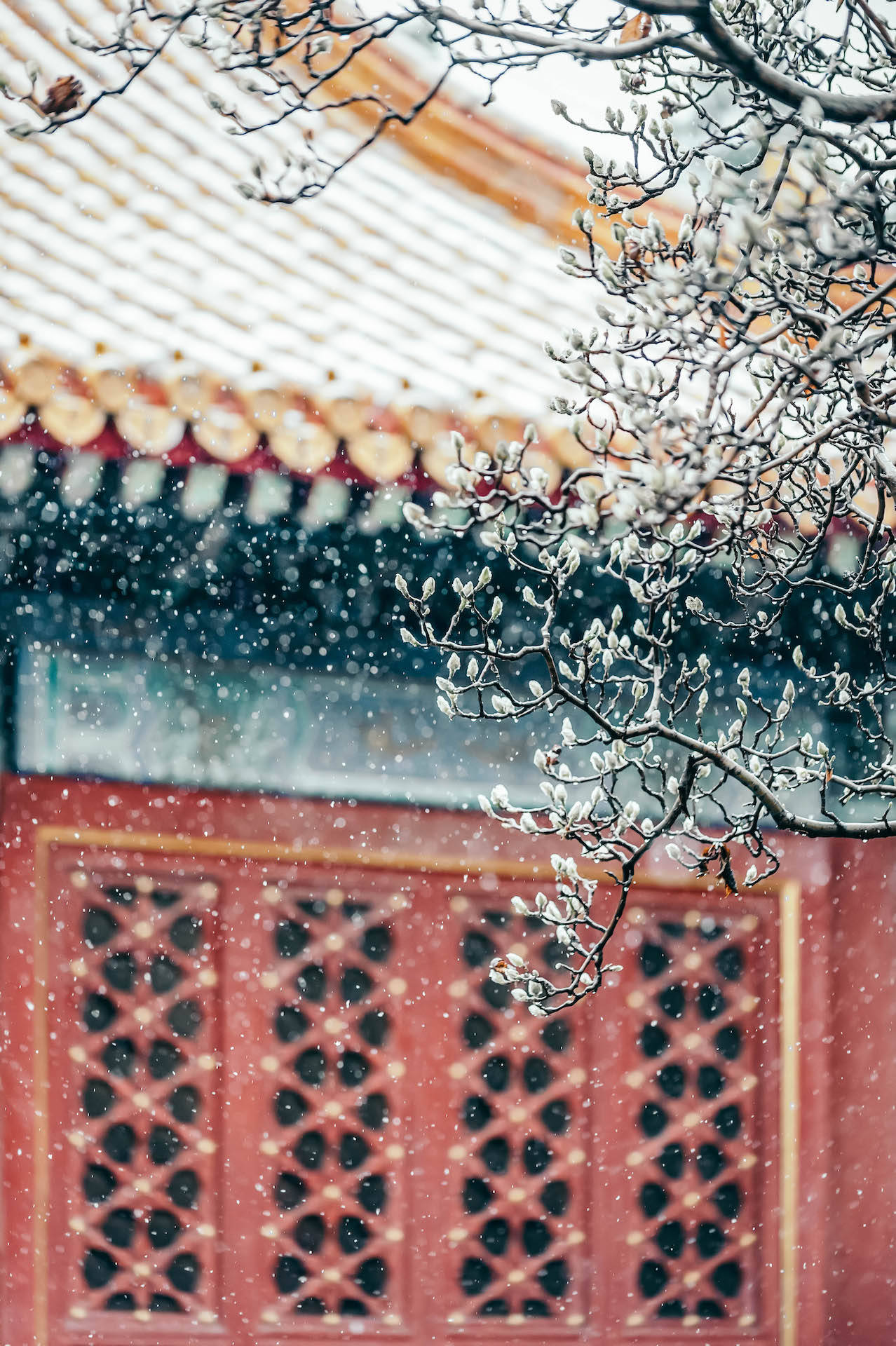 2元门票就能拍红墙白雪大片!_手机搜狐网