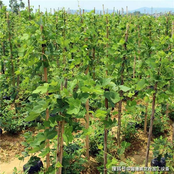 葛根人工种植有诀窍,这8个办法一定要知道!_手机搜狐网