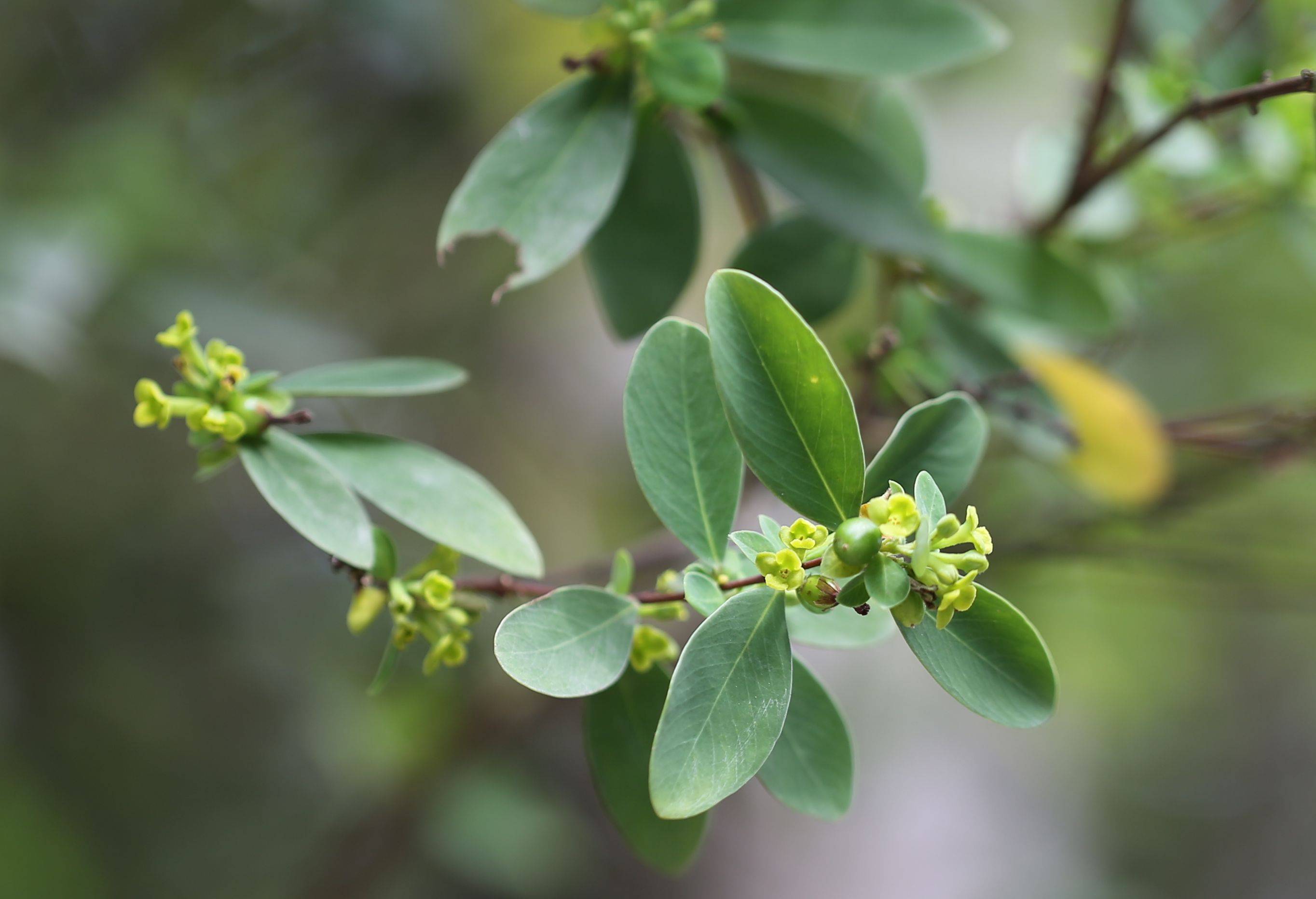 庆元植物1327瑞香科荛花属了哥王