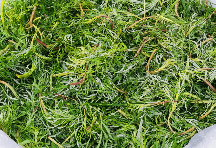 这种野菜北方嫌吃不够,但南方却拿去喂猪,网友:真可惜了_手机搜狐网