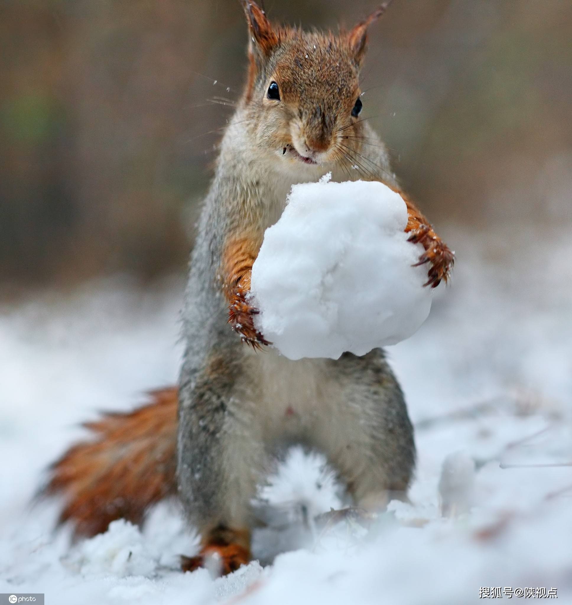 冬日已至大雪纷飞,小动物又是怎么过冬的呢?