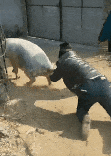 搞笑gif:过年了,广大的农村要上演各种"人猪大战"之戏!