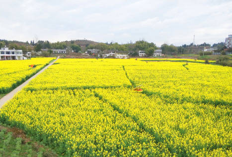 荣昌古昌镇大青㭎村责任感竞争村书记化身业务员