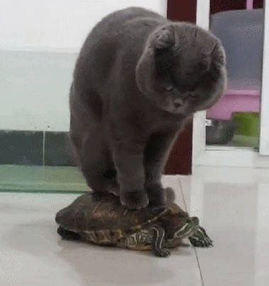 调皮猫咪爬到乌龟身上把它当成小车,"你能不能开快点啊,慢死了!