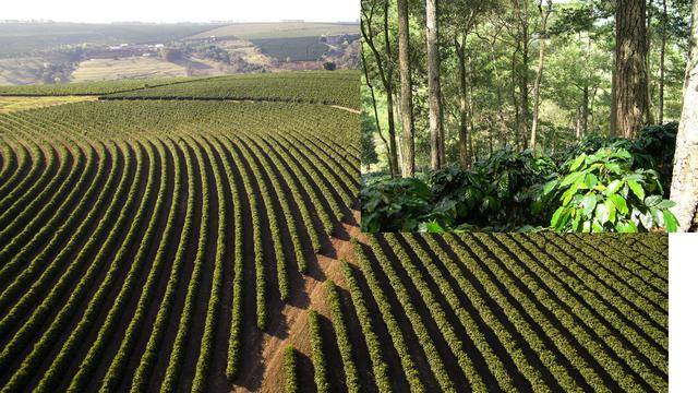 咖啡理解|从日照到树荫栽培——论公平贸易的重要性(下)_环境