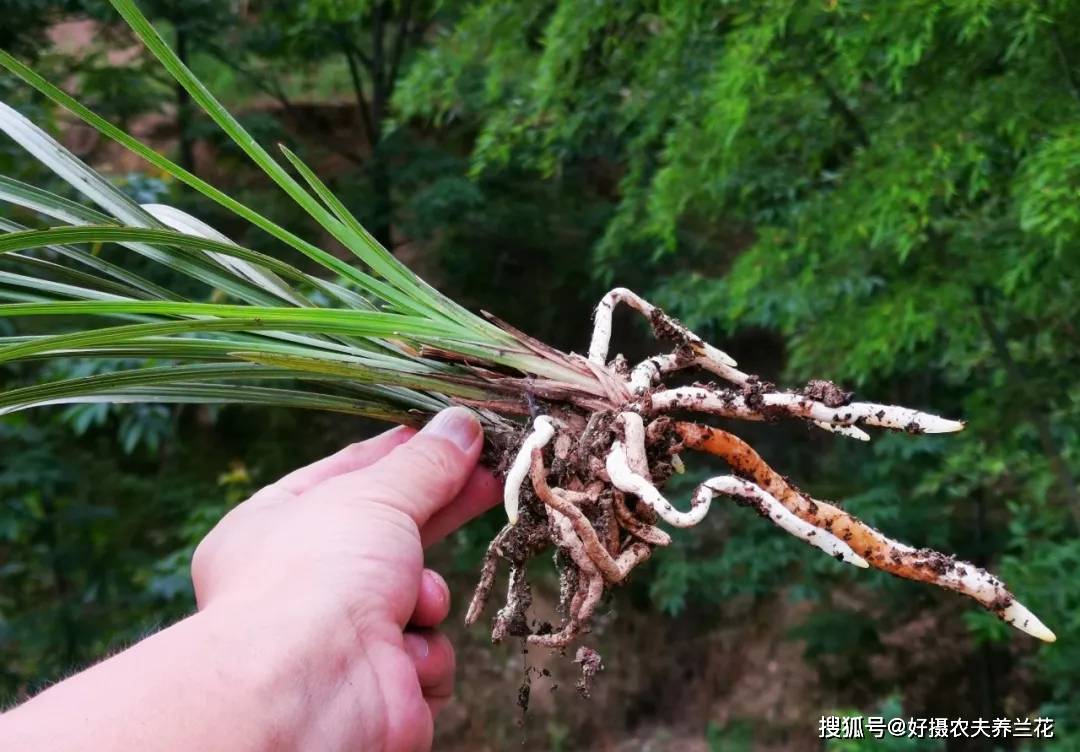 小雪种植兰花定根水什么时候浇这样说就明白了