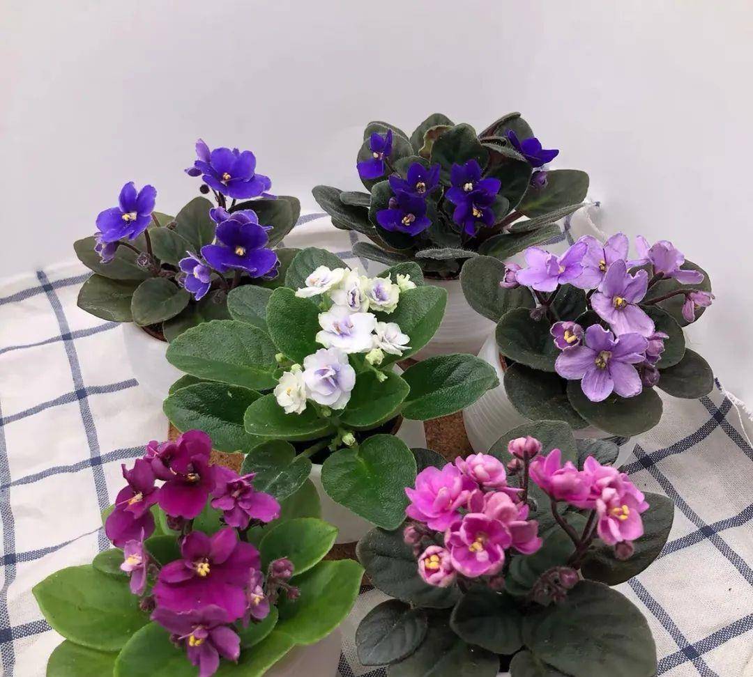 冬天在家养几盆非洲堇,开花一簇簇,花繁色艳,漂亮极了!