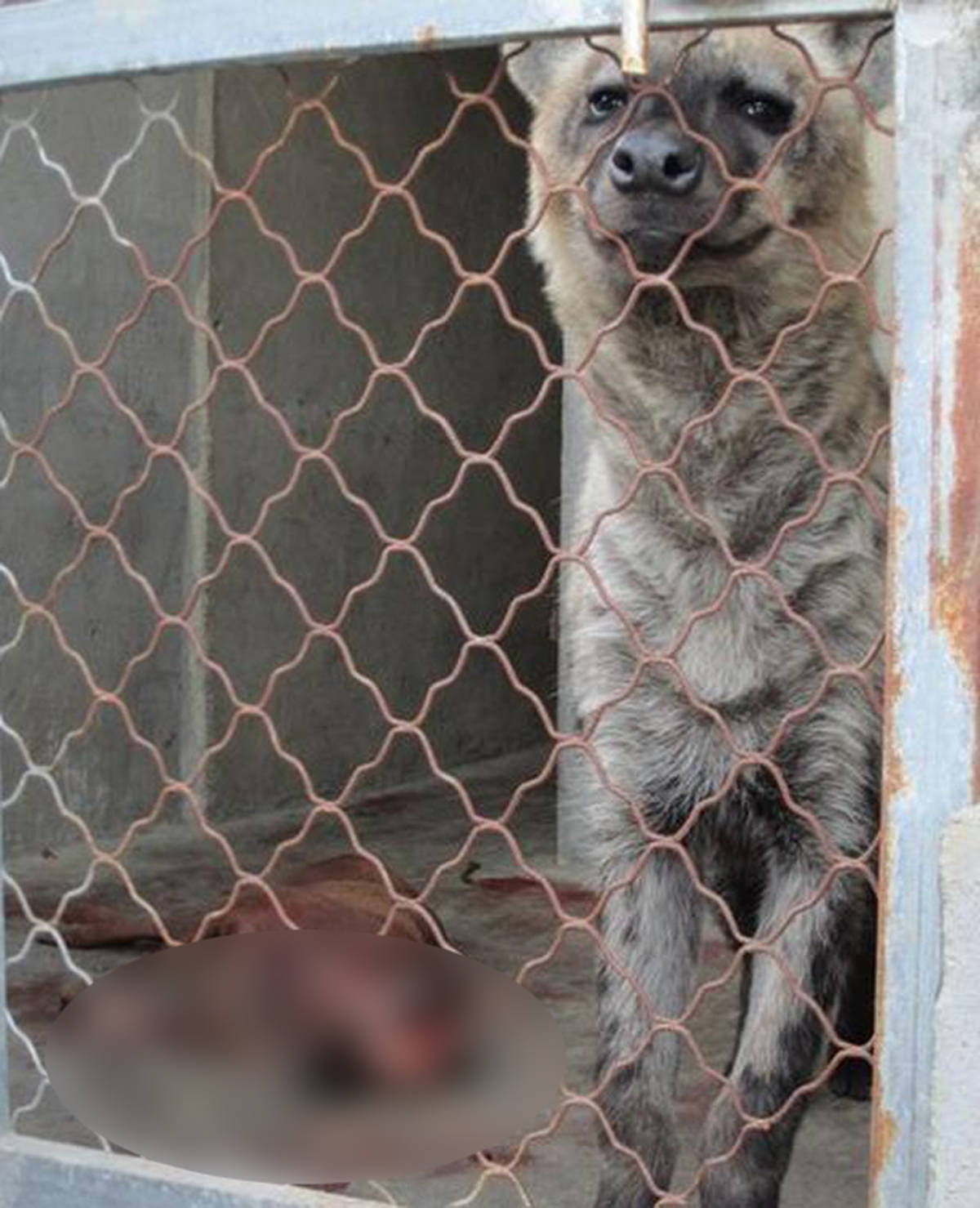 能杀马的比特犬能否秒杀鬣狗?鬣狗面露喜色又给我送零食了?