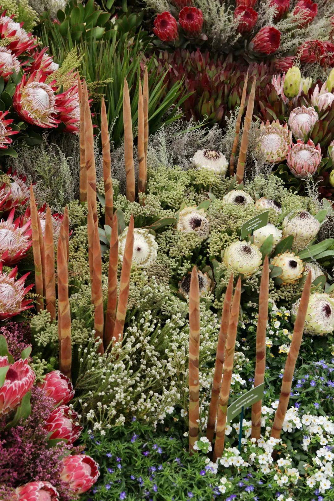 摄影天地切尔西花展