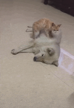 小猫爬到狗狗身上踩奶,狗狗习以为常,免费按摩不收钱!