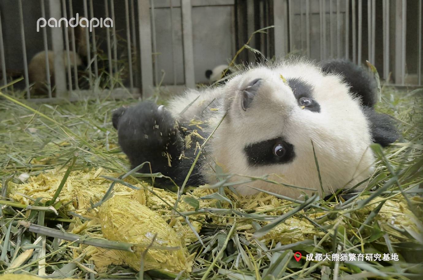 出彩"滚滚" | 没玩过青团的童年是不完整的