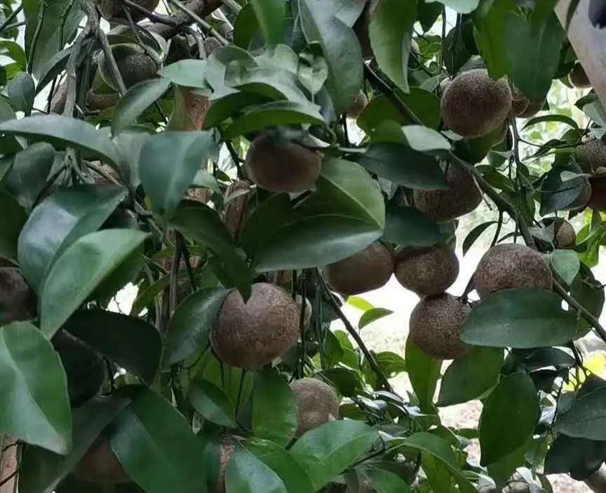 柑橘变成非洲乌柑是什么原因锈壁虱的杰作果农需预防