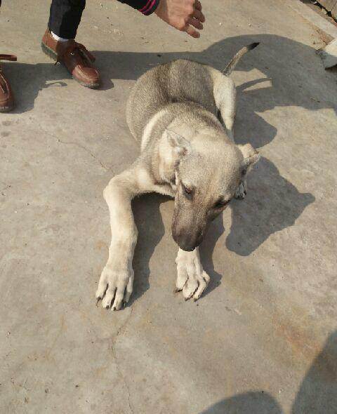 战斗力"最牛"的几种狗,每只都是"战斗汪"