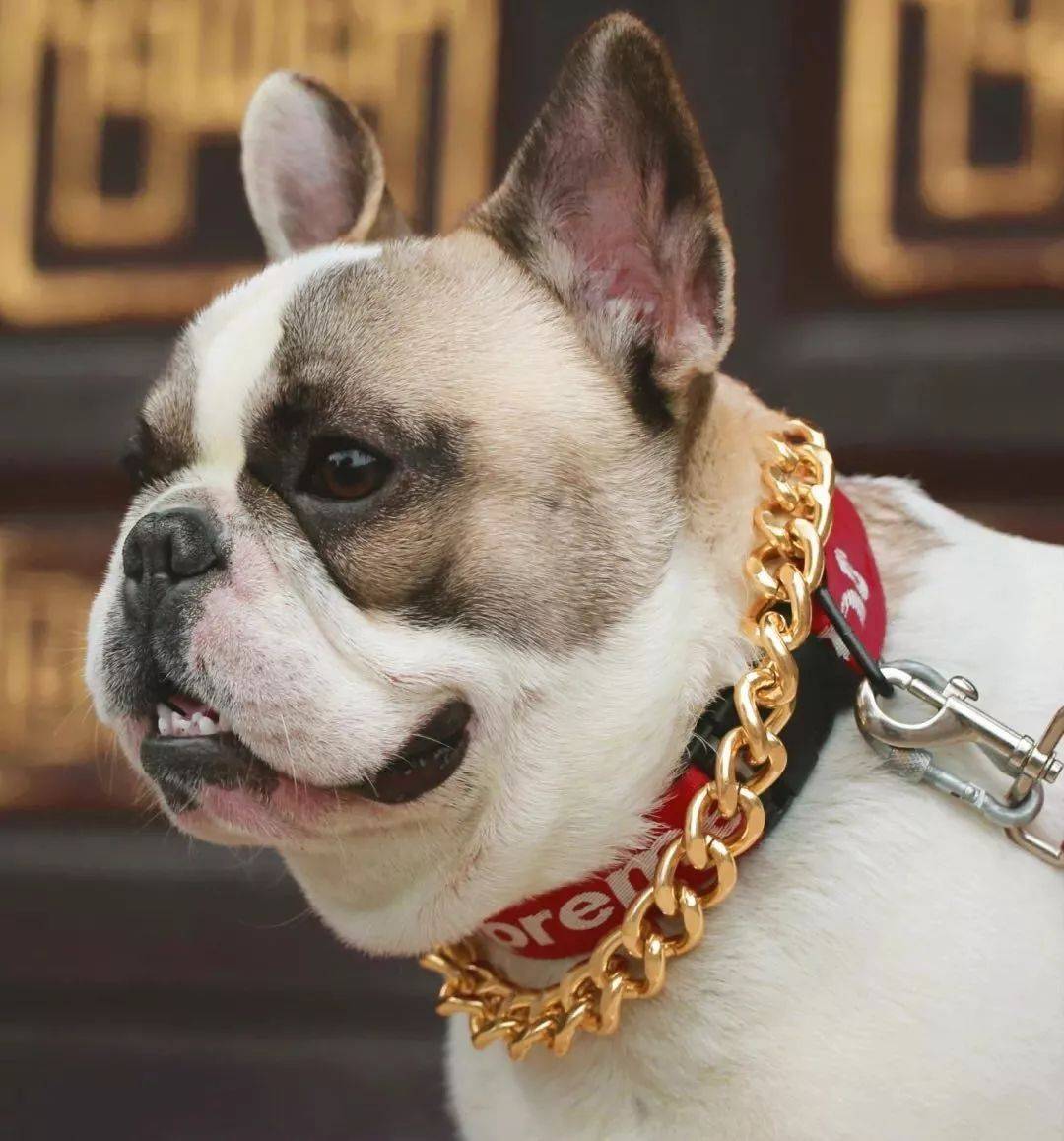 潮牌大金链,社会大哥标配如今套狗身上了?