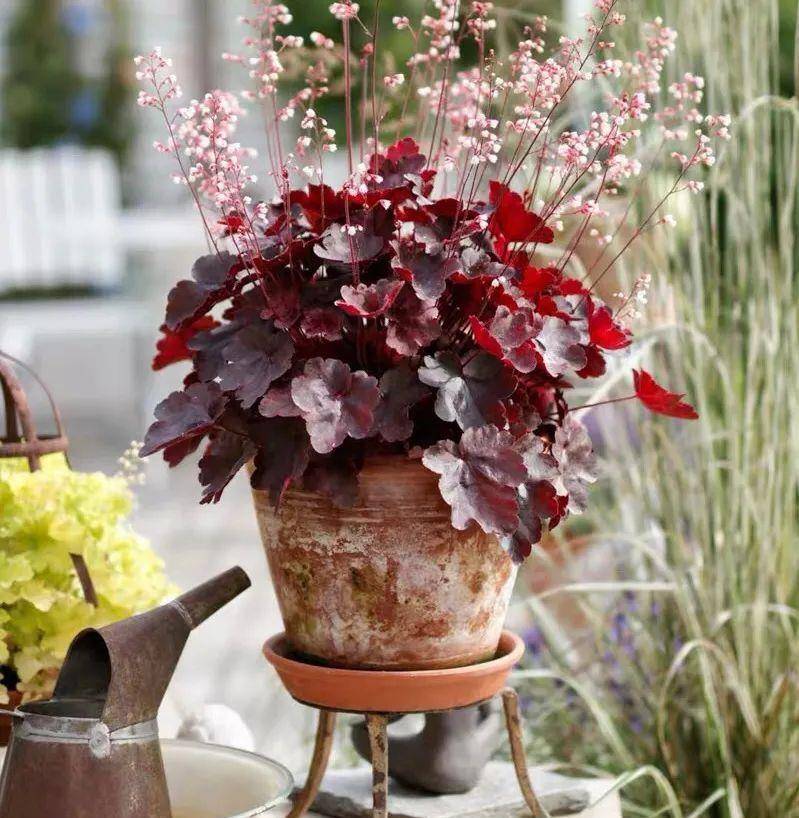 最耐寒的叶子花,零下十几度也冻不死,冬天养几盆,美成一幅画!