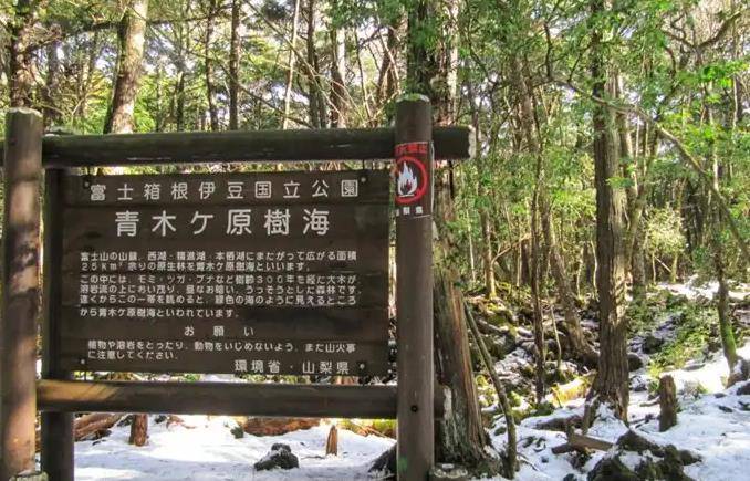 日本死亡森林青木原树海,想自杀的人遗体都会消失