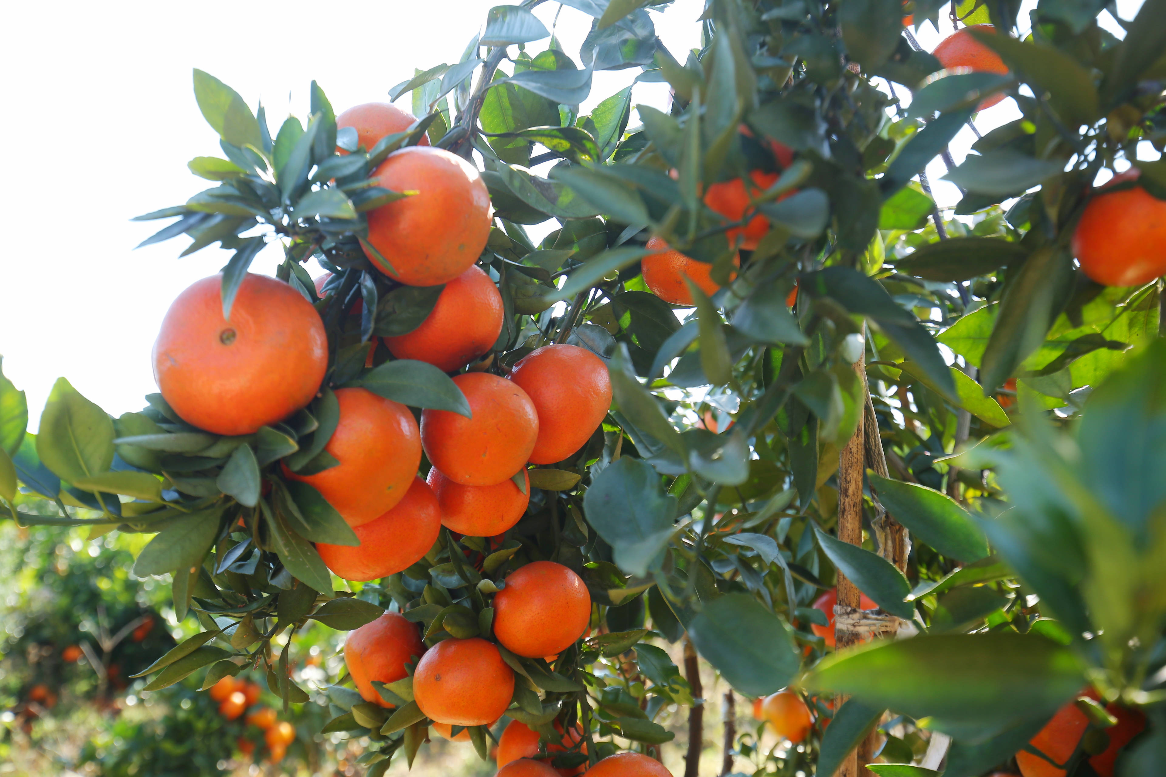 湘南红柑橘参加第四届中国长沙果品产业博览会荣获湖南省十大果品基地