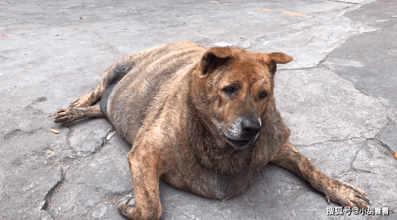 广西玉林重达100多斤网红狗平时除了睡觉就是吃