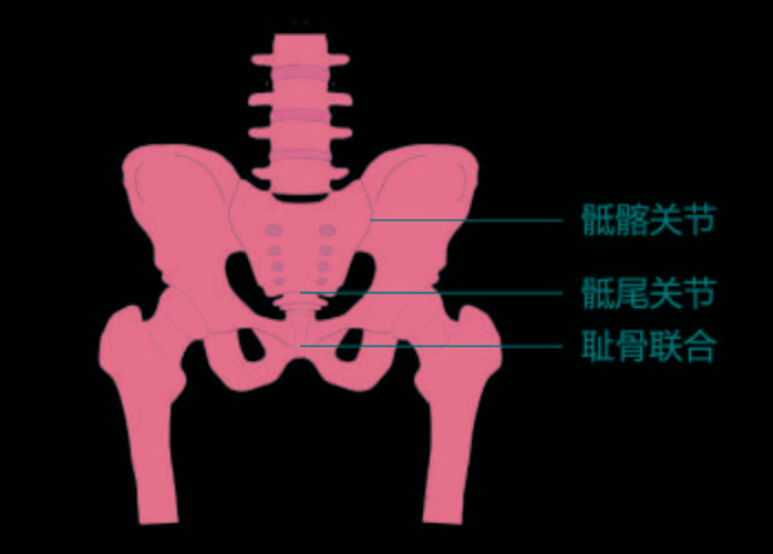 骨盆的重要标志图片