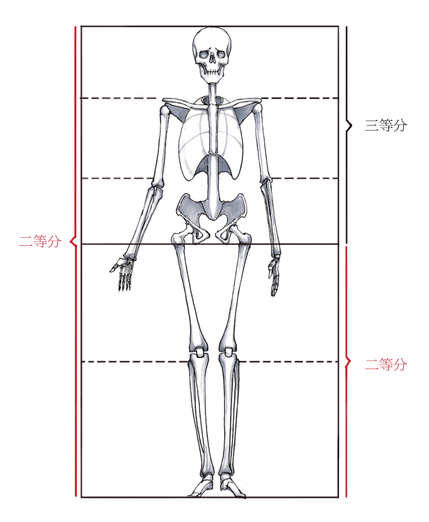 原创初学者不会画人体结构人体结构太复杂掌握这4个方面完全不怕