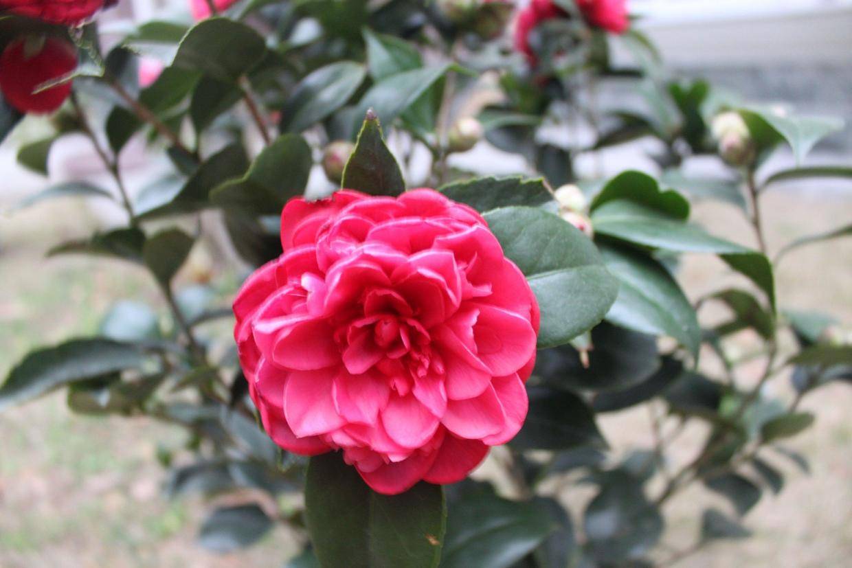 这4种香香花冬天爱开花,哪种花最好闻最好养?先看看养护难点吧