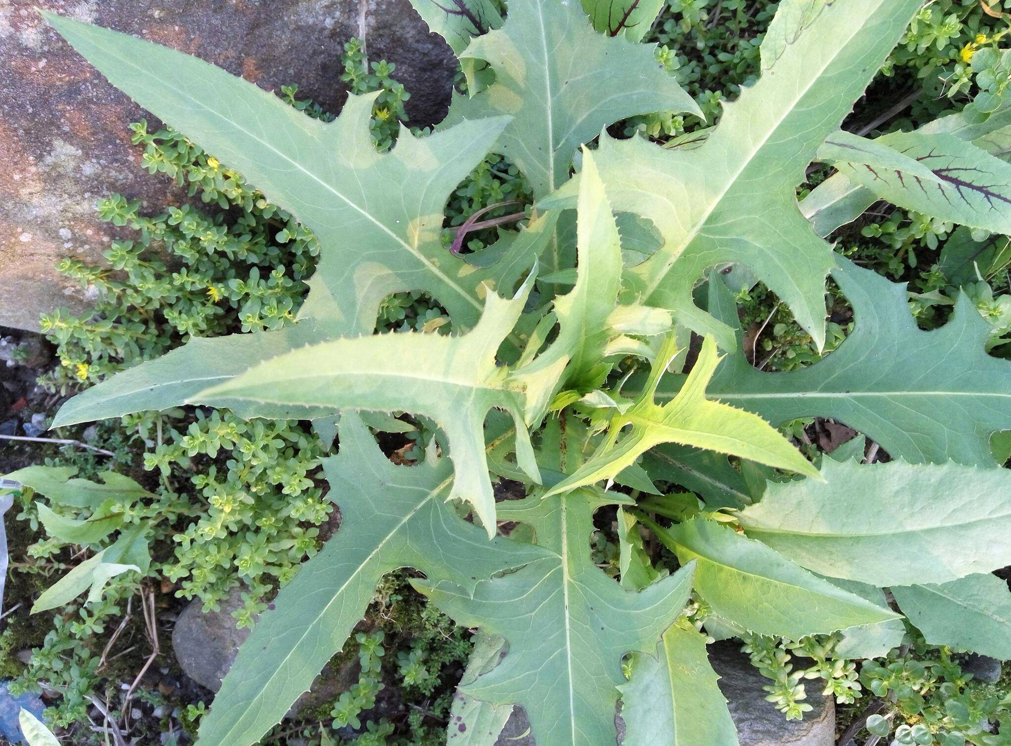 山里的野菜很多,基本上很多植物都可以做野菜,比如山莴苣,刺老芽,马齿