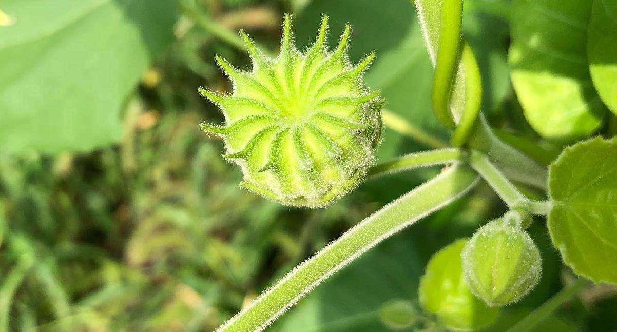 人稱磨盤草價值很大80後曾當水果吃如今淪為野草好可惜