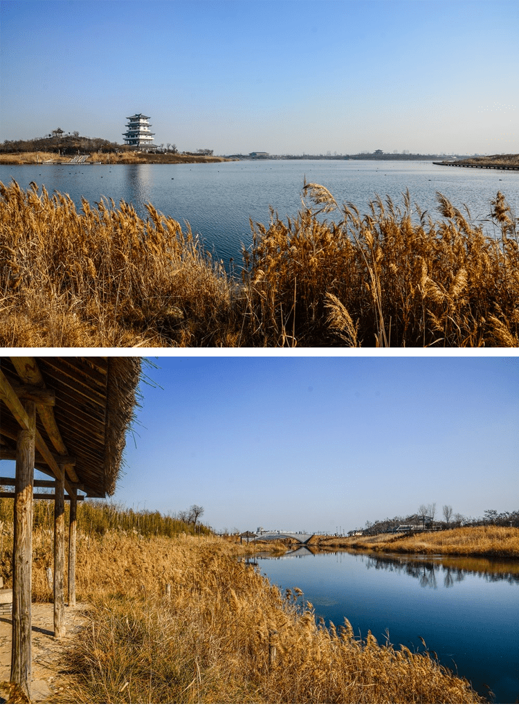 蒲城卤阳湖图片