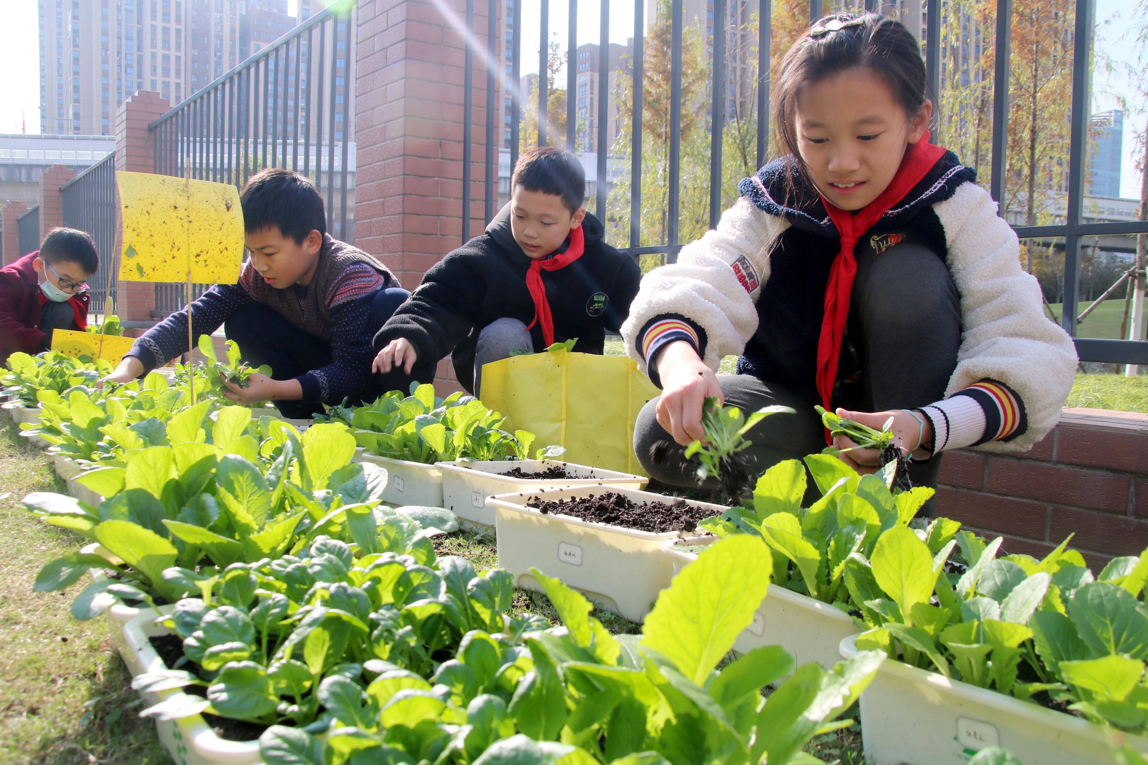 昆山市花桥徐公桥小学学生喜摘丰收菜体验种植乐趣